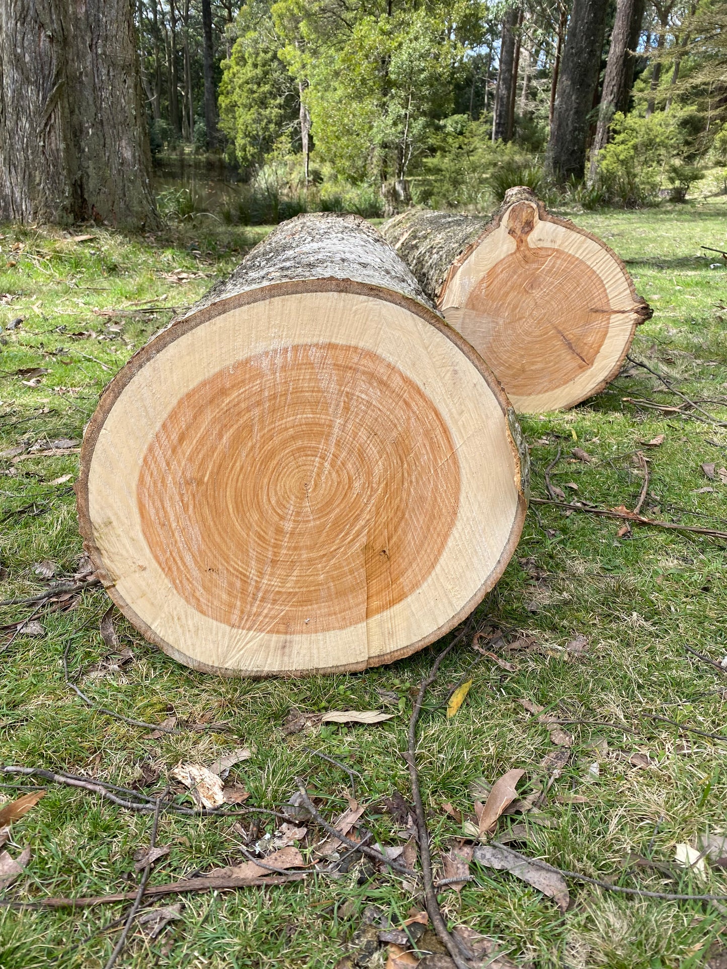 Sculptural Timbers
