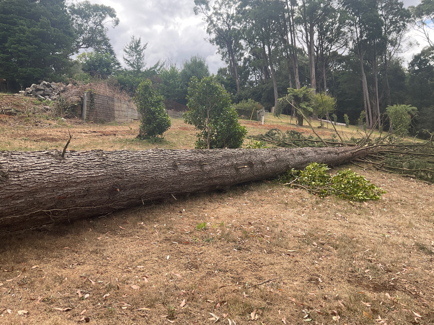 Atlas Cedar Slabs — Wind Fallen, Kallista VIC